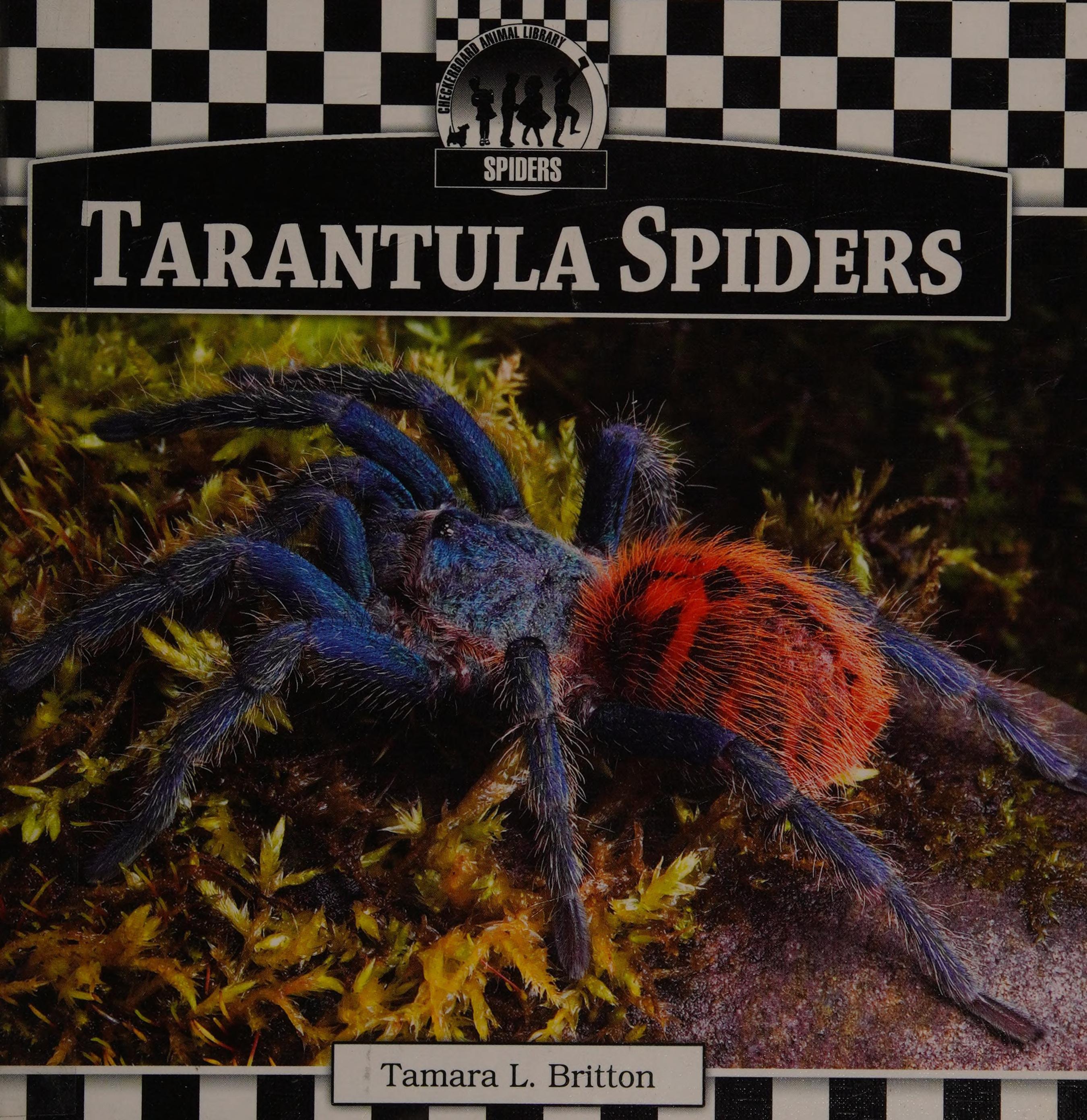 Tarantula Spiders