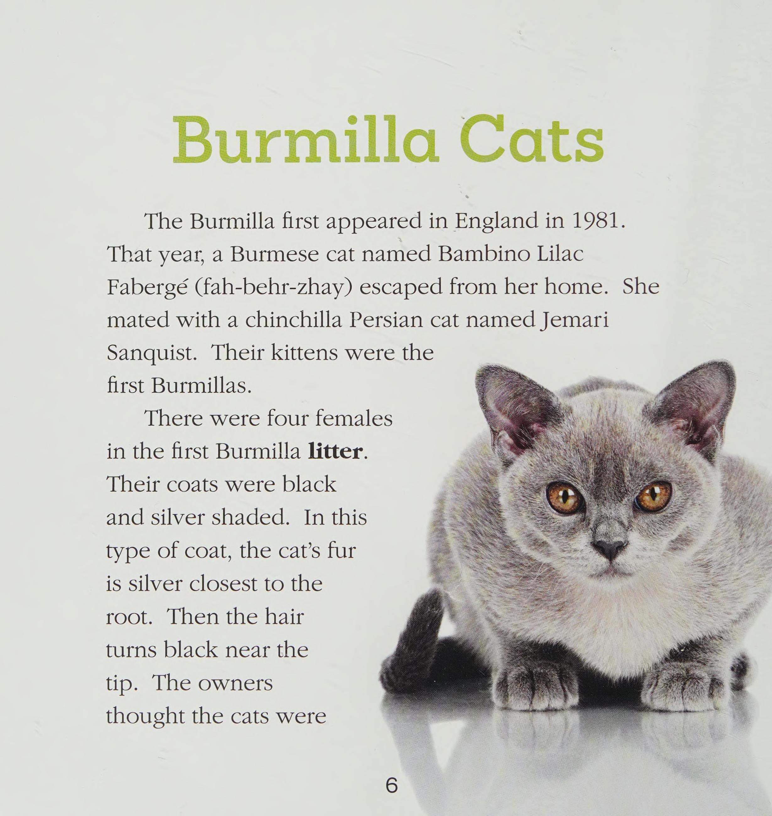 Burmilla cats