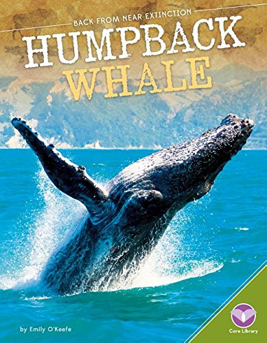 Humpback Whale