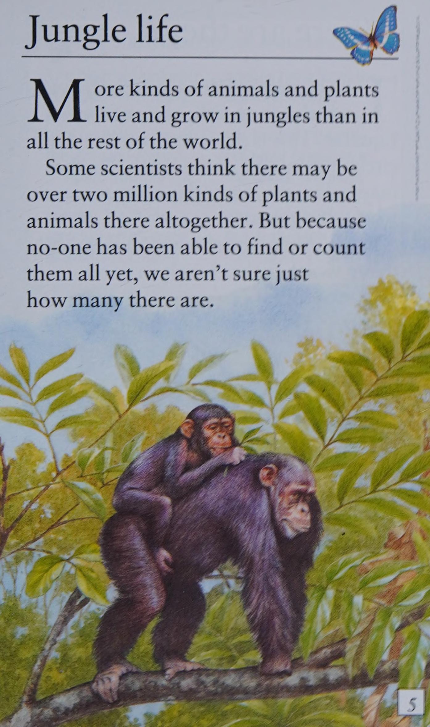 Jungle Animals