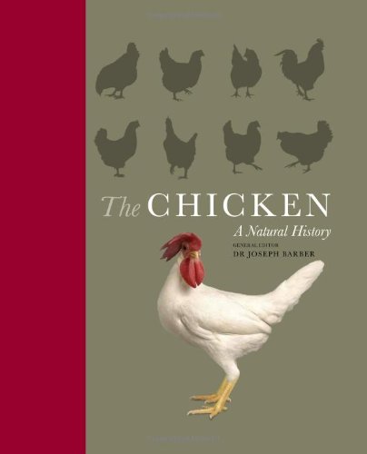 The Chicken