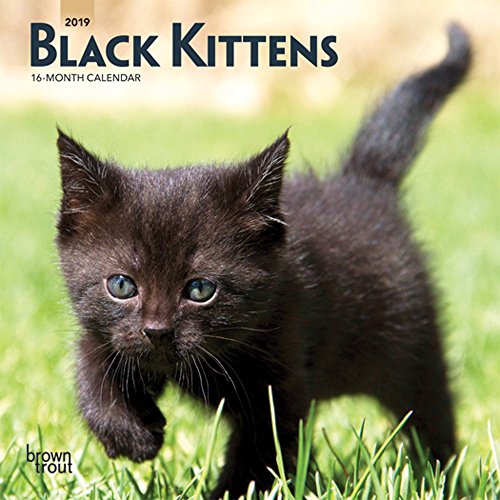Black Kittens 2019 7 x 7 Inch Monthly Mini Wall Calendar Animals Cats Kittens