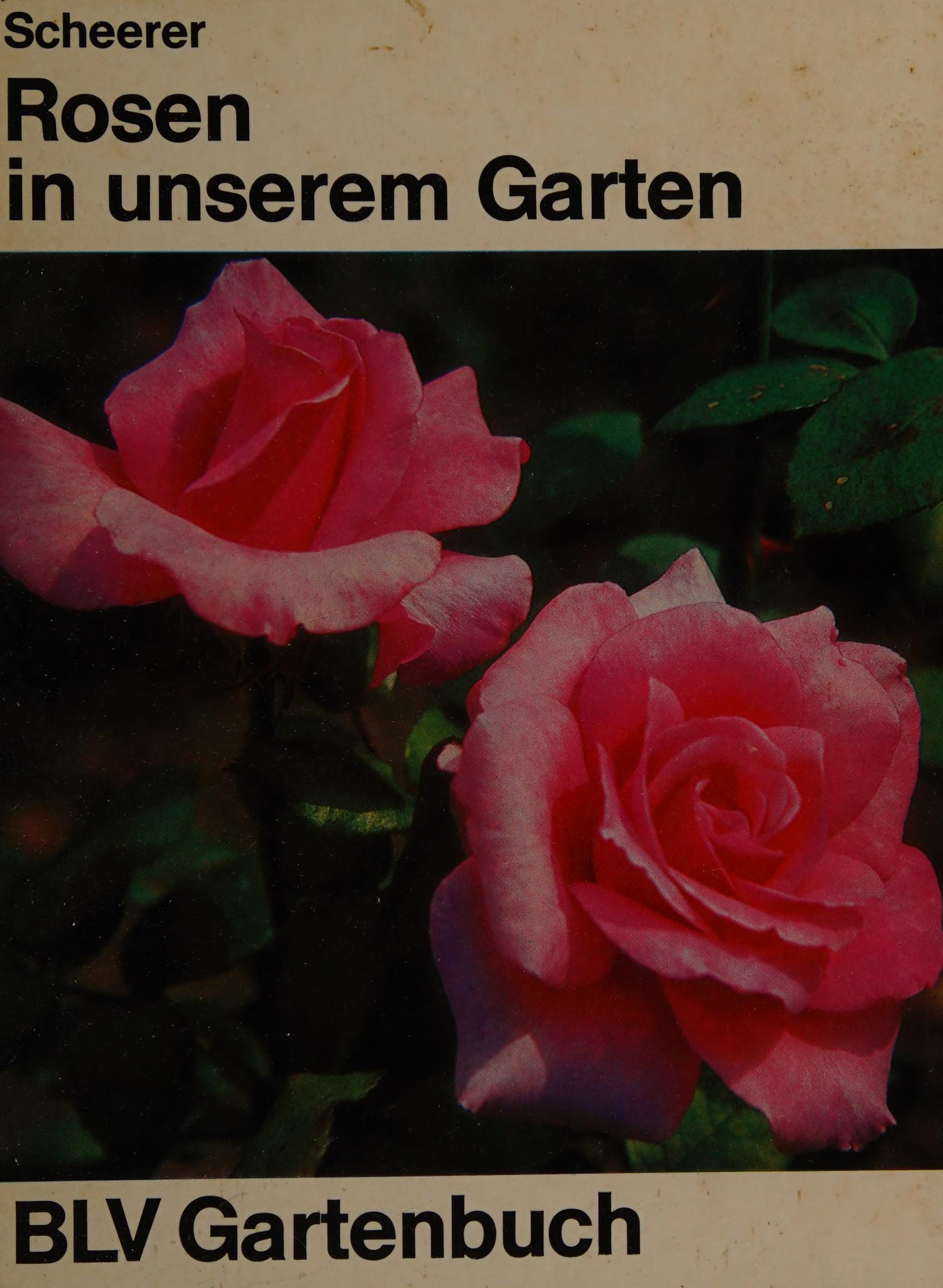 Rosen In Unserem Garten