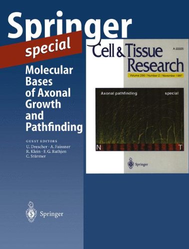 Molecular Bases of Axonal Growth and Pathfinding