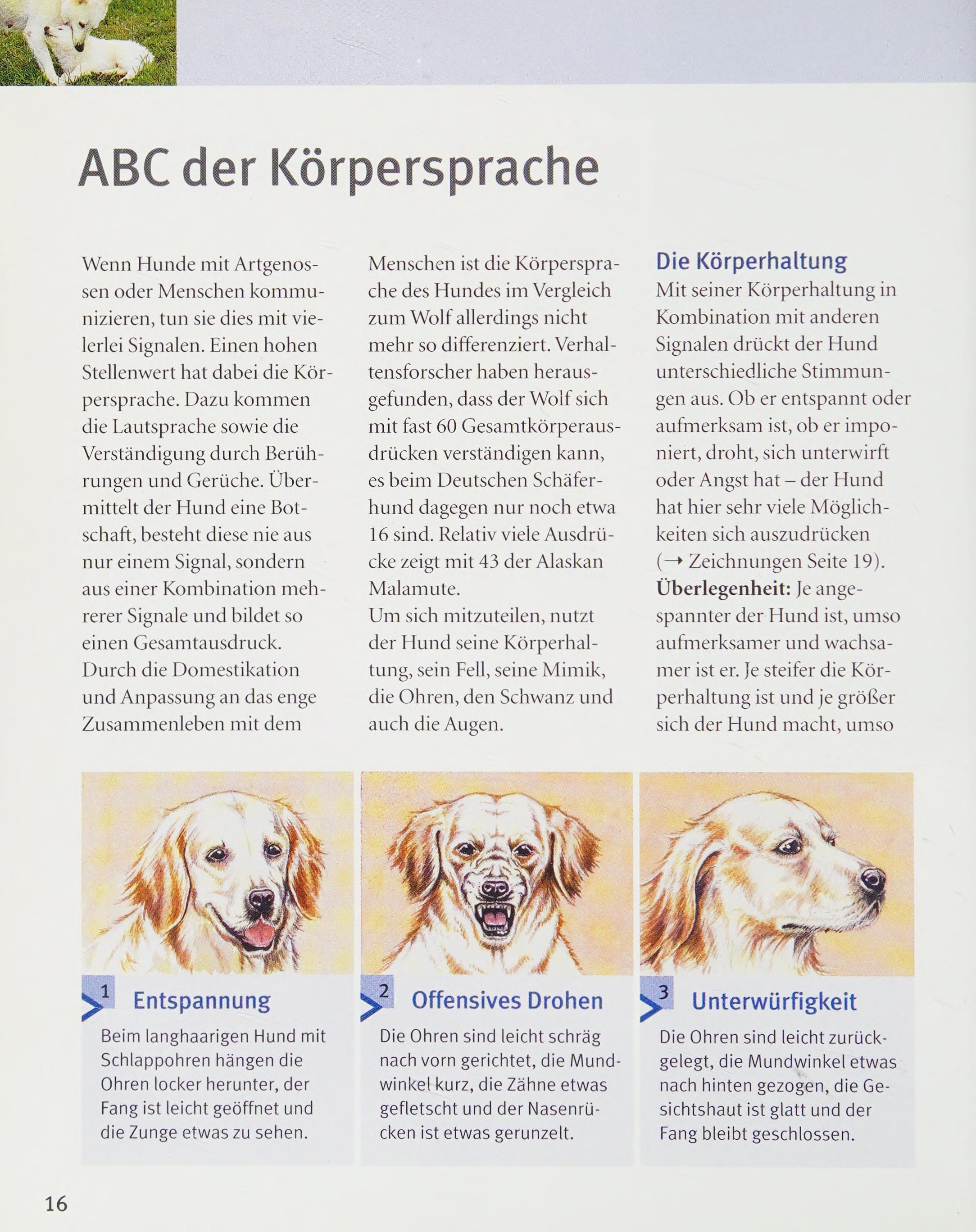 Hundesprache richtig deuten verstehen