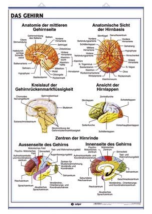 Das Nervensystem / Das Gehirn